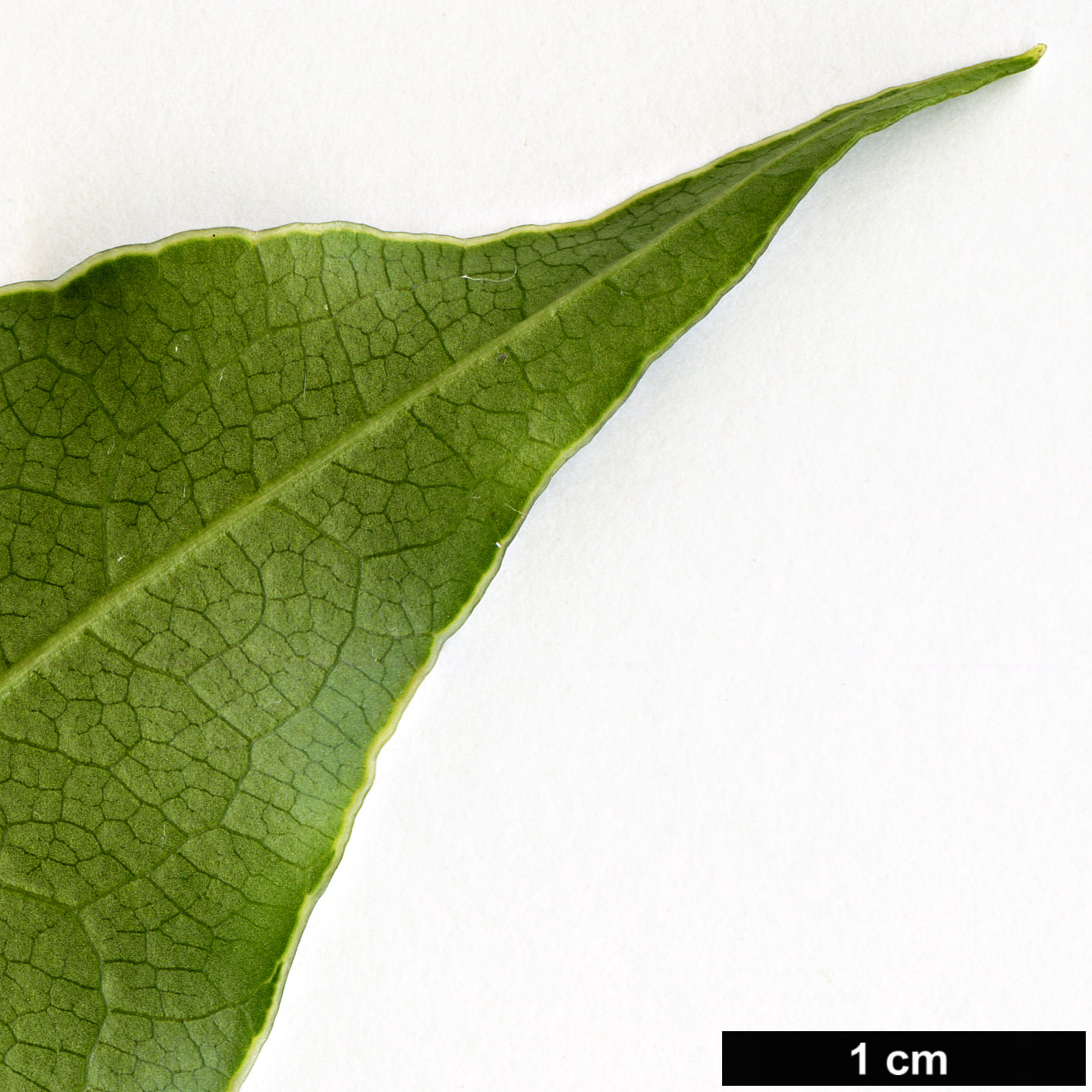 High resolution image: Family: Pittosporaceae - Genus: Pittosporum - Taxon: crispulum High resolution image: Family: Pittosporaceae - Genus: Pittosporum - Taxon: crispulum